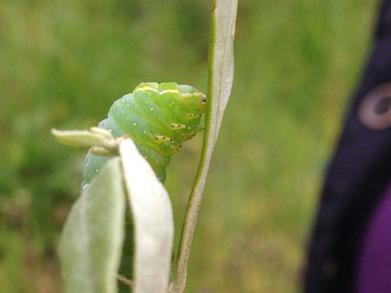 larva da ID